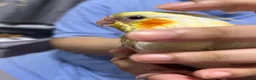 Cockatiels birds for sale: Baby tamed Cockateil  - Advert 1
