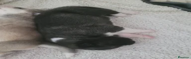Akita 1