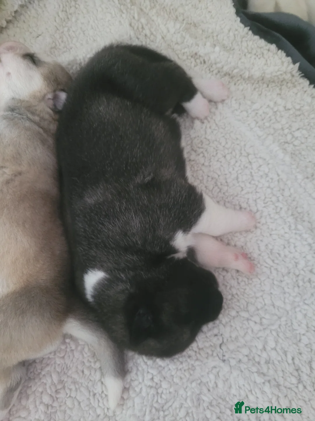 Akita dogs for sale: 4 beautiful American akita puppies  - Advert 6