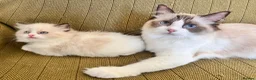 Ragdoll cats for sale: Ragdoll x Persian Kittens - Advert 5