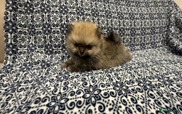 Pomeranian dogs for sale: Stunning littler of KC Pom puppies - Advert 24