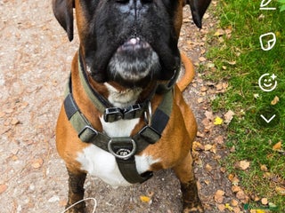 Boxer dogs Male boxer aged 2 ready for stud duties 🥰 - Advert 2