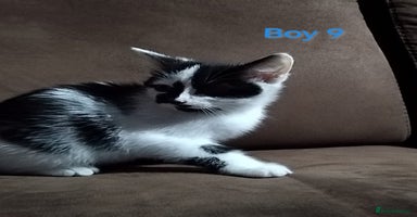 Mixed Breed cats - Advert 5