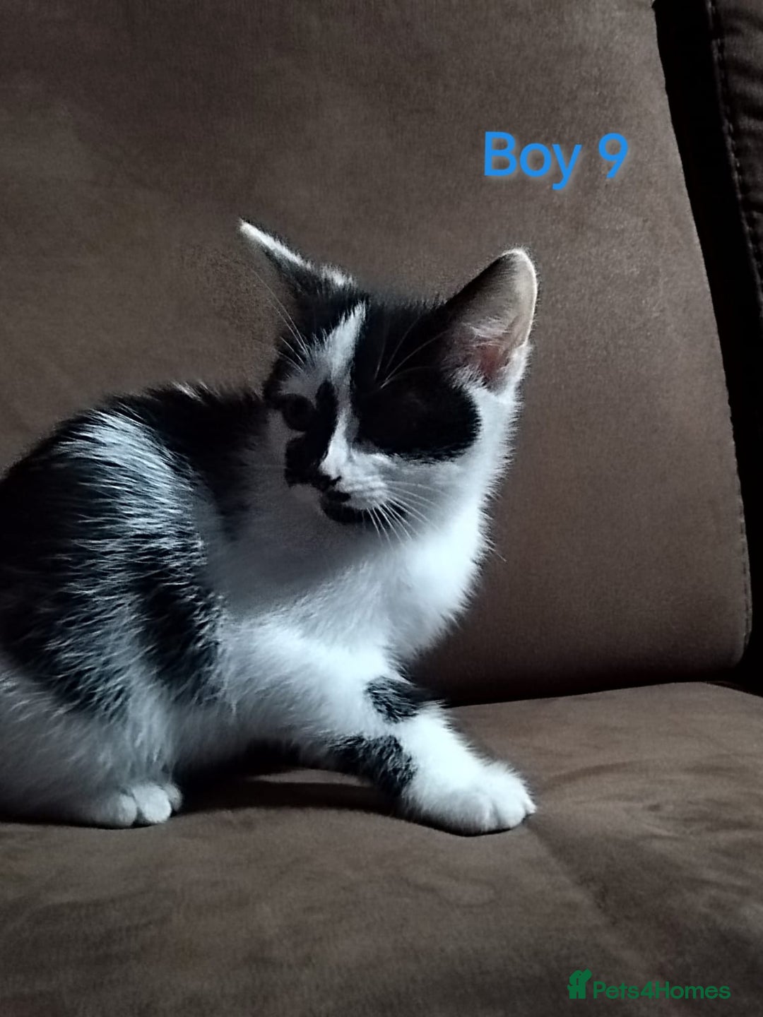 Mixed Breed cats for sale: 🩵kittens 🩵 - Image 3