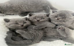 British Shorthair cats for sale: Gccf reg blue bsh kittens active - Image 10