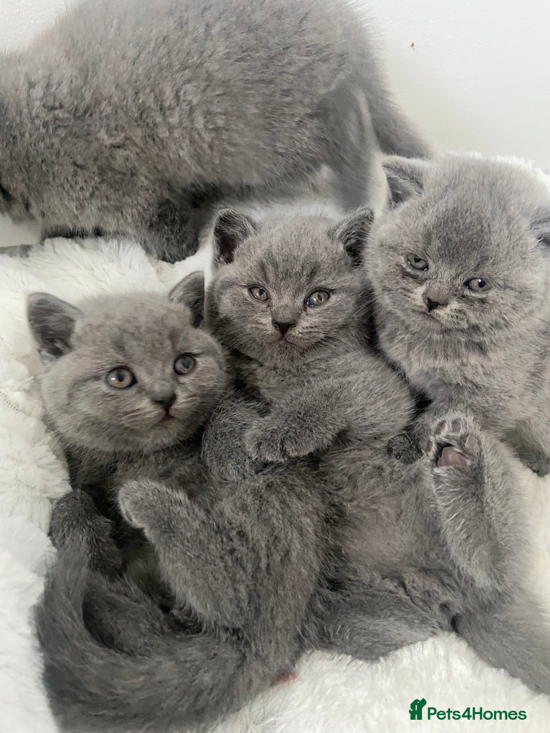 British Shorthair cats for sale: Gccf reg blue bsh kittens active - Image 10