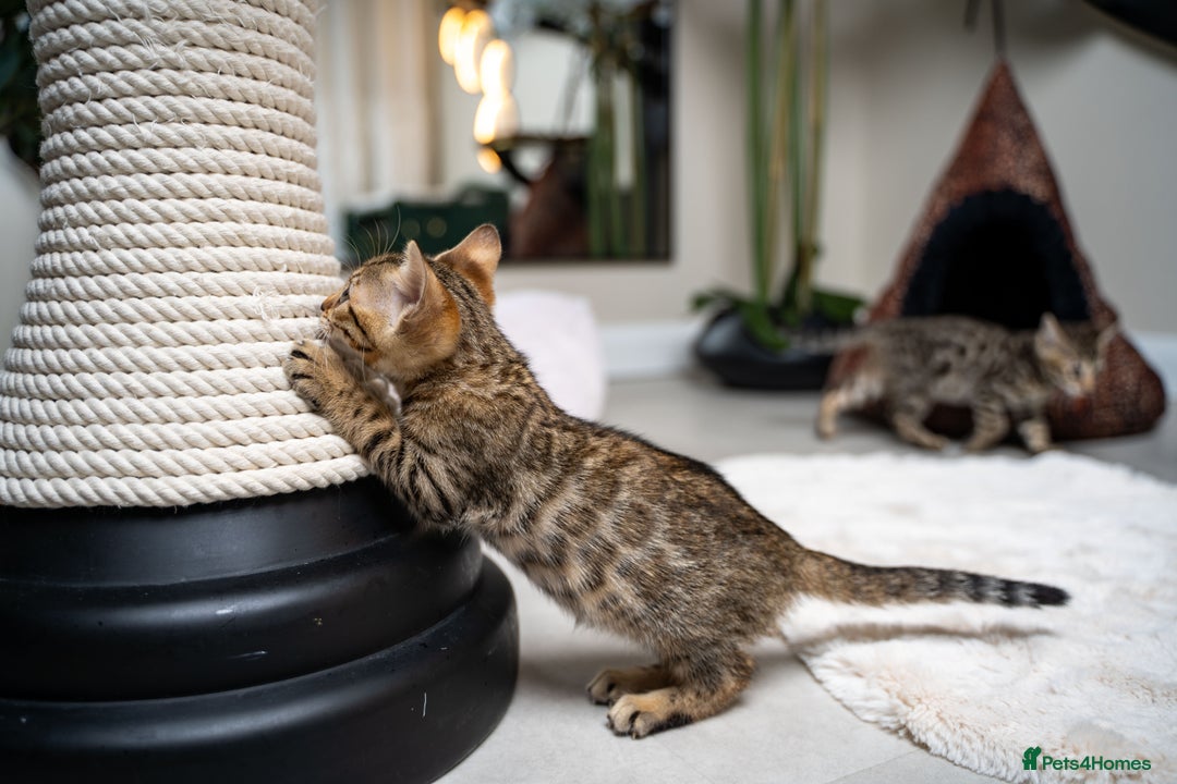 Bengal cats for sale: BABETTE-LAST available girl from the litter-TICA  - Image 32