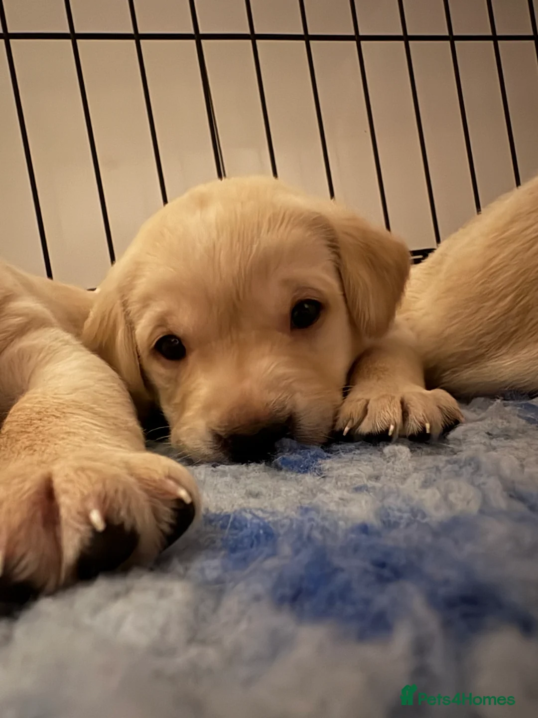 Labrador Retriever dogs for sale: Labrador Retriever Puppies 🐶  - Advert 6