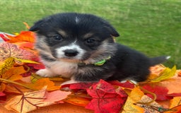 Welsh Corgi Pembroke dogs for sale: Champion Show quality stunning Corgi Puppies - Image 14