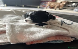 Mixed Breed dogs for sale: Maltese cross Chinese crested puppies for sale - Image 2