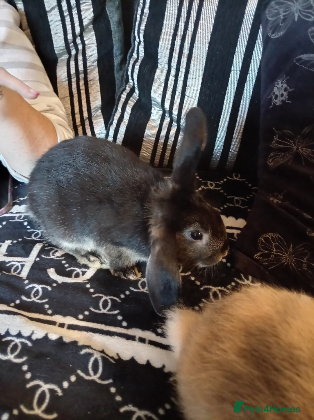 Mixed Breed rabbits for sale: 4 baby rabbits - Advert 6