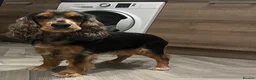 Cocker Spaniel dogs for sale: 3 year old female cocker spaniel  - Advert 7