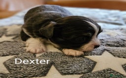 Chihuahua dogs for sale: ✨ Stunning KC long coat BOYS only✨ - Image 7