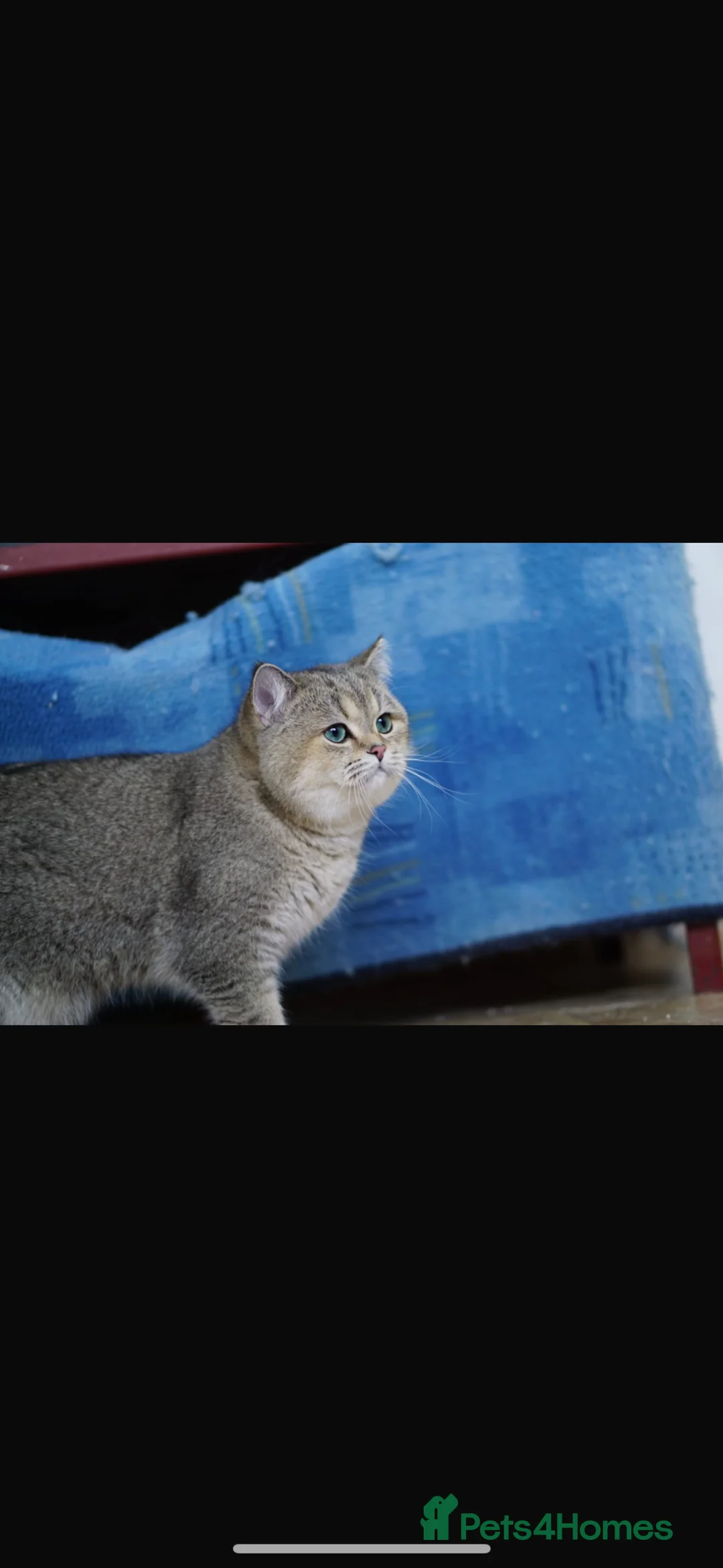 British Shorthair cats for stud: Golden tipped British shorthair  - Advert 11