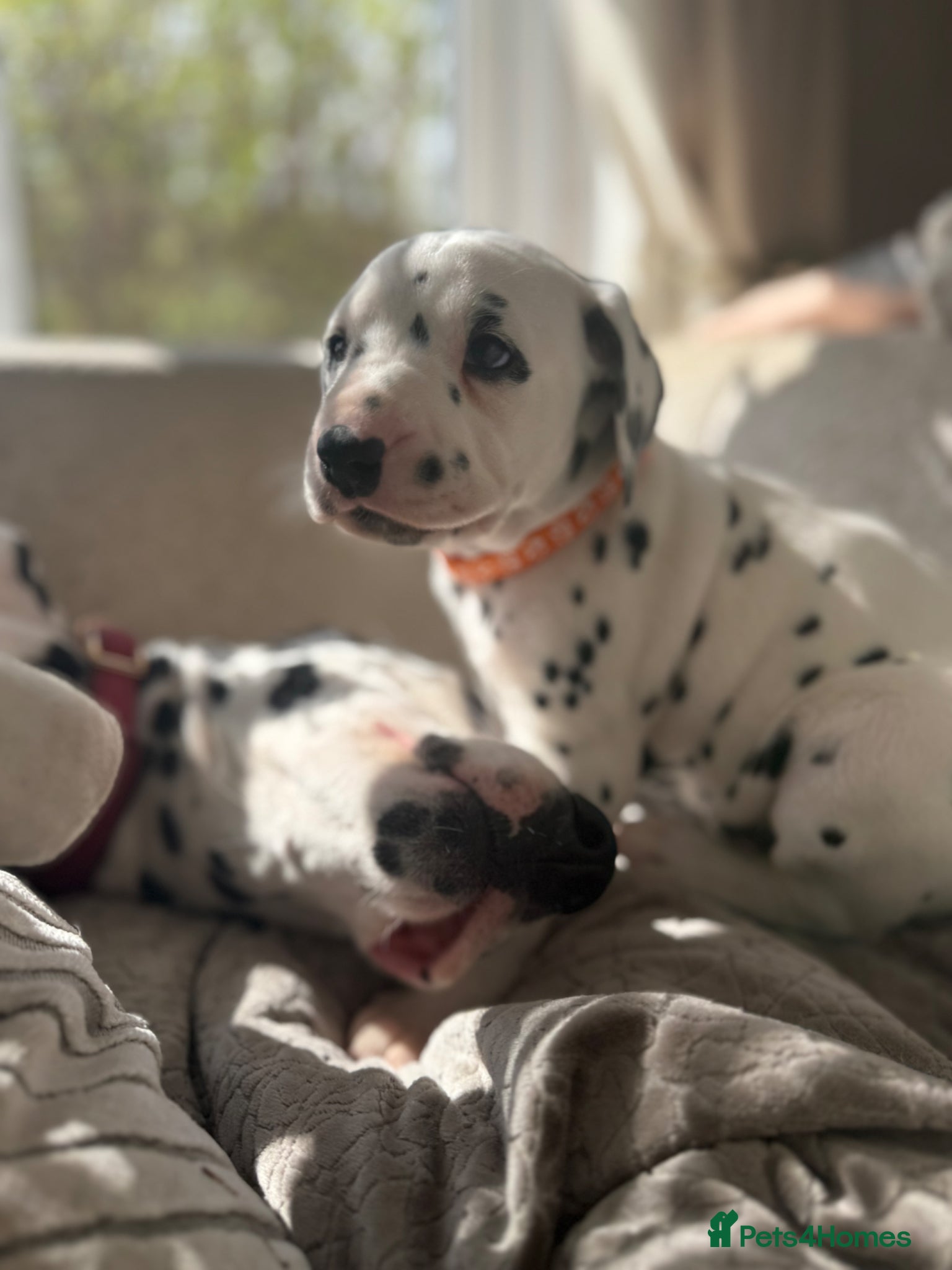Dalmatian dogs **1 left**Purebred Dalmatian puppies for sale  - Advert 6