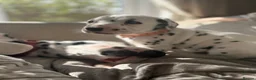 Dalmatian dogs for sale: *1 left please read* Purebred Dalmatian puppies - Advert 1
