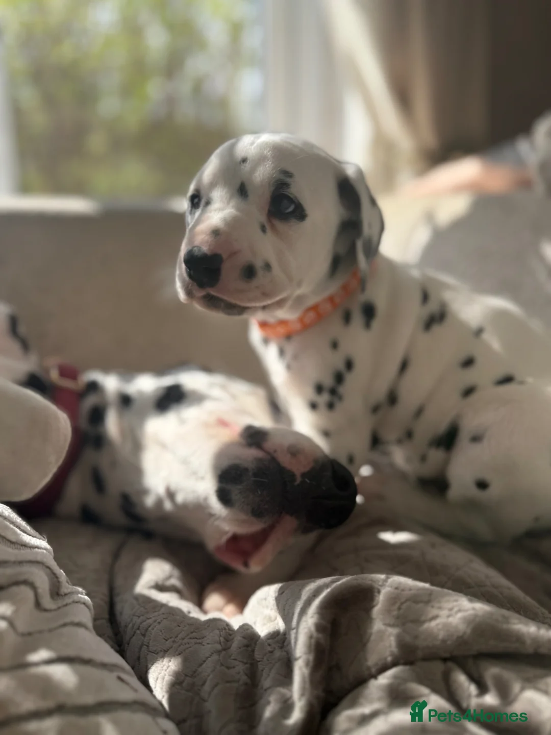 Dalmatian dogs for sale: *1 left please read* Purebred Dalmatian puppies - Advert 1