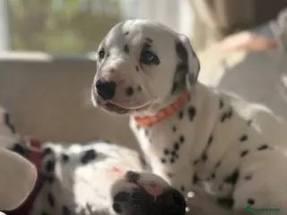 Dalmatian dogs **1 left**Purebred Dalmatian puppies for sale - Advert 4