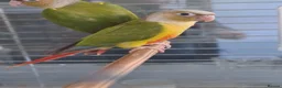 Conures birds for sale: 2 conures - Advert 3