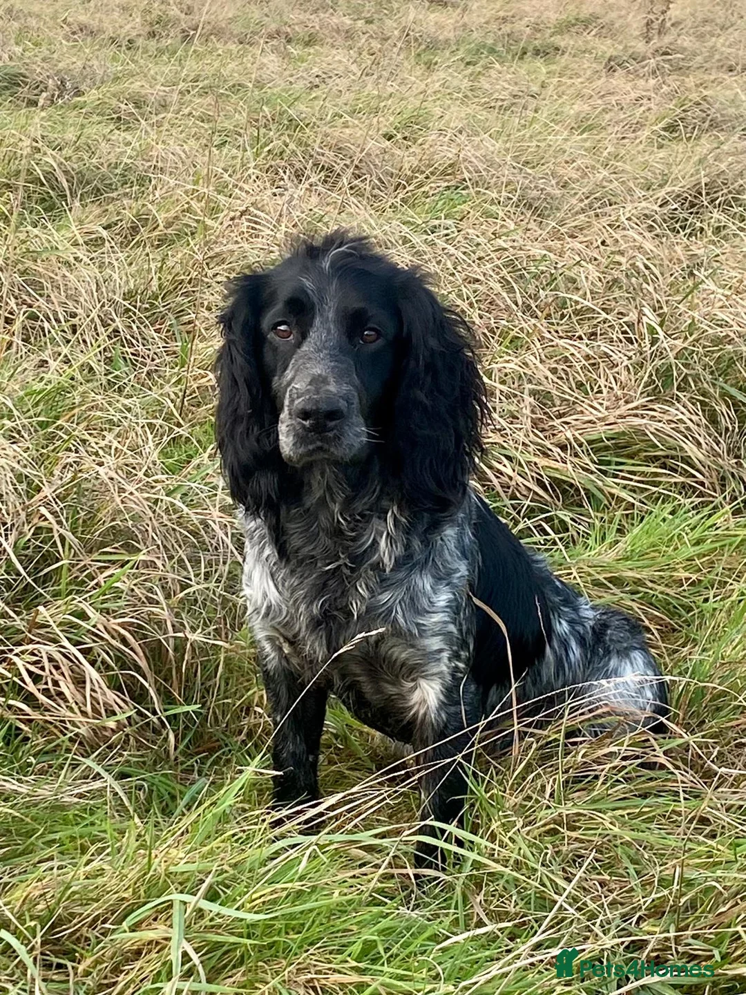 Cocker Spaniel dogs for stud: Stunning Blue Roan Cocker for stud in Tewkesbury - Advert 6