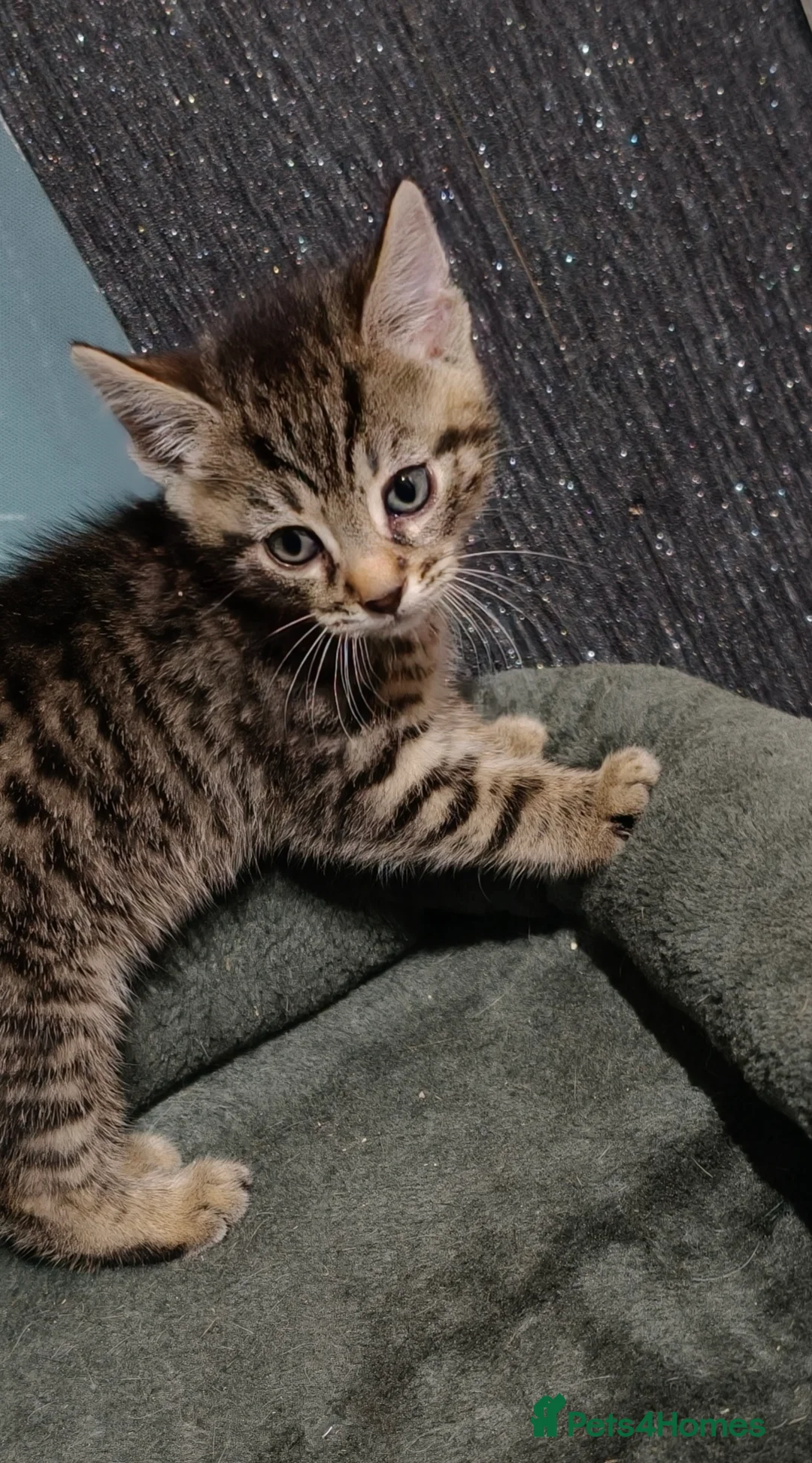 Mixed Breed cats for sale: 2 beautiful tabby kittens £80 each  - Advert 5