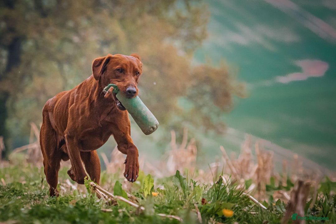 Labrador Retriever dogs for stud: Fully health tested DNA Clear  - Image 6