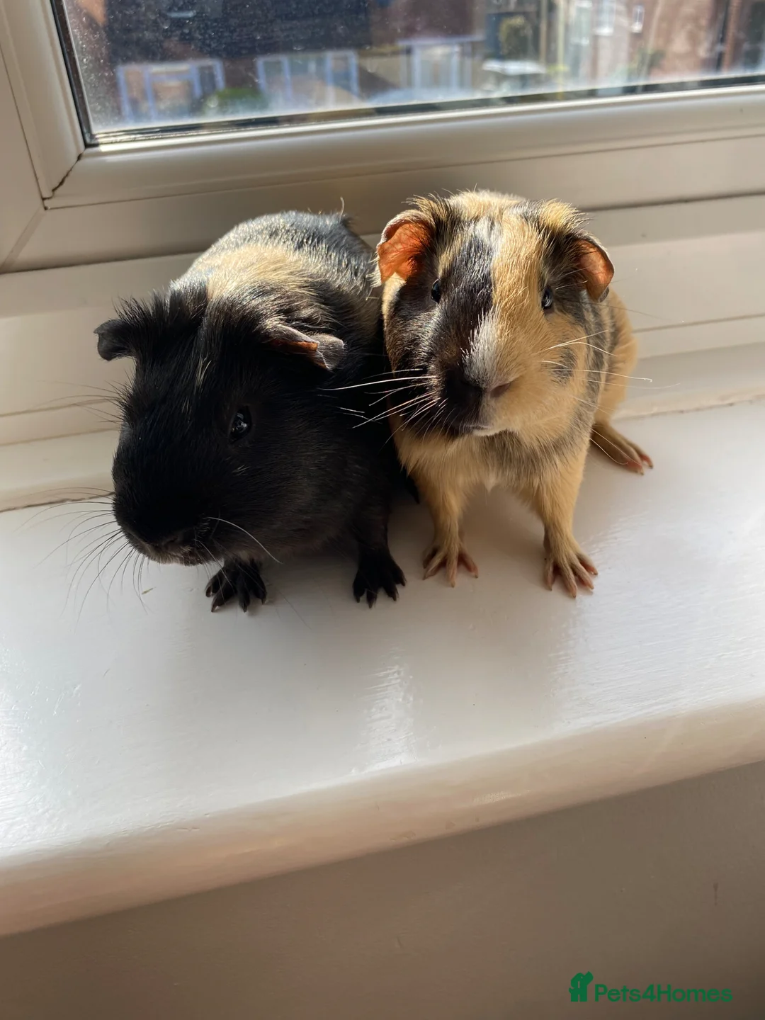 Guinea Pig rodents for sale: Two boy bonded Guinea Pigs wrong date born in 2025 - Advert 2