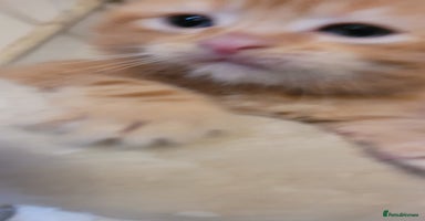 Domestic Shorthair cats - Advert 6