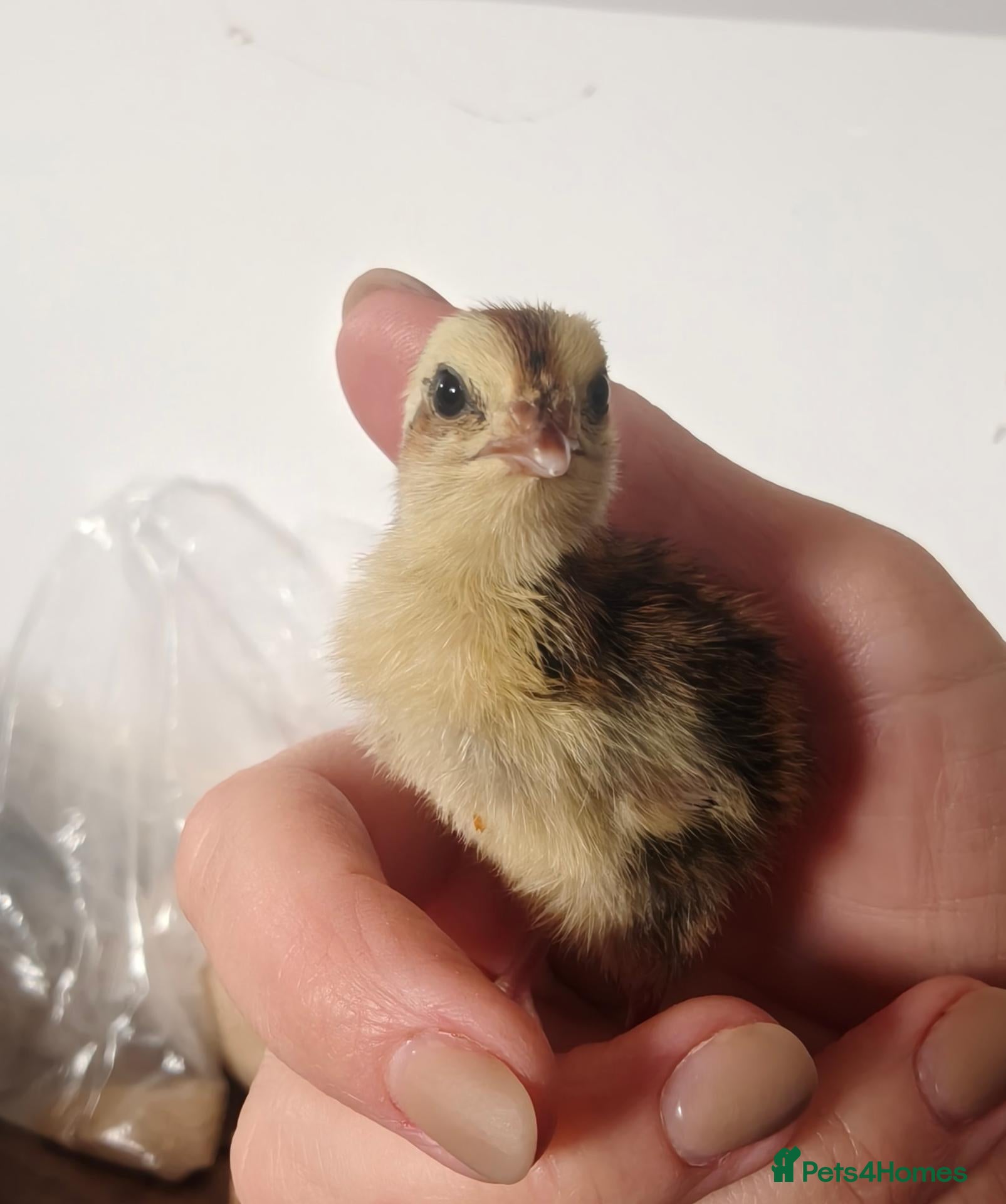 Quail poultry Japanese quail chicks & males available. - Advert 14