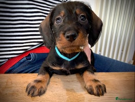 Dachshund dogs KC reg Standard Wire Haired Dachshunds - Advert 14
