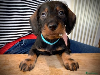 Dachshund dogs KC reg Standard Wire Haired Dachshunds - Advert 3