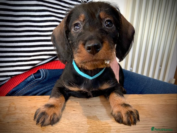 Dachshund dogs KC reg Standard Wire Haired Dachshunds - Advert 1