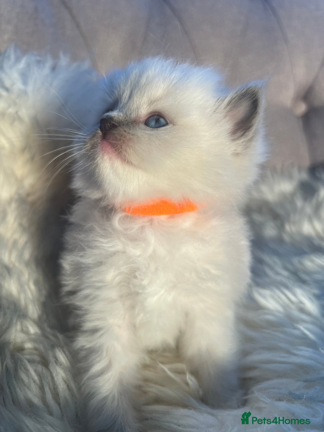 Ragdoll cats for sale: Ragdoll kittens pure breed!!! 😺 - Image 16