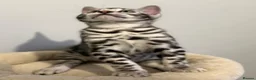 Bengal cats for sale:     🏆 Champion-Bred Silver Bengal Kitten - Advert 3