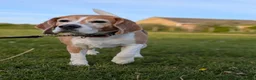 Beagle dogs for sale: Beagle Male age 5 - Advert 1