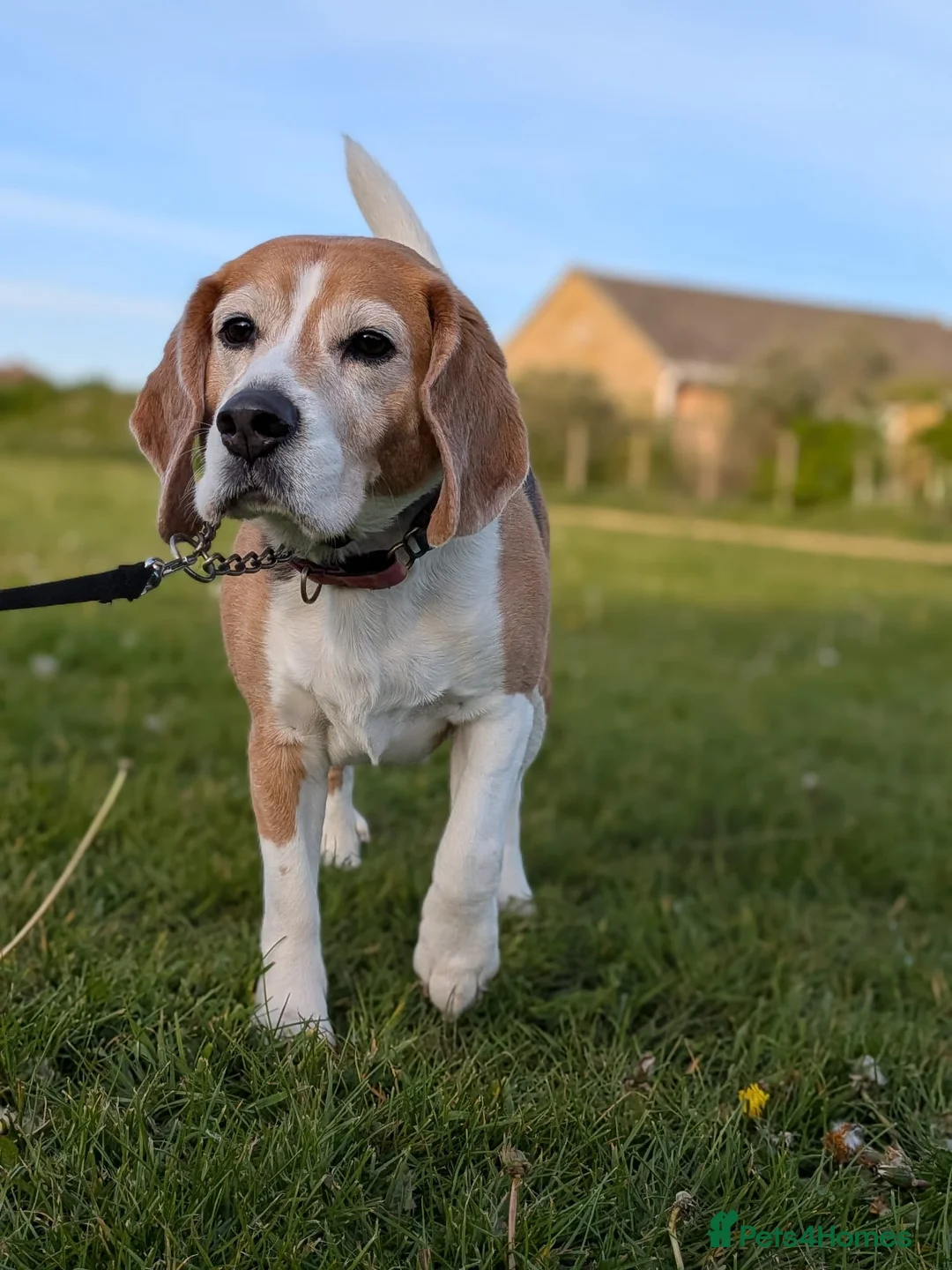Beagle dogs for sale: Beagle Male age 5 - Advert 1