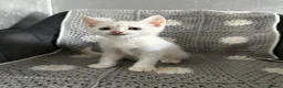 Mixed Breed cats for sale: Three beautiful kittnes for sale in Tipton - Advert 6