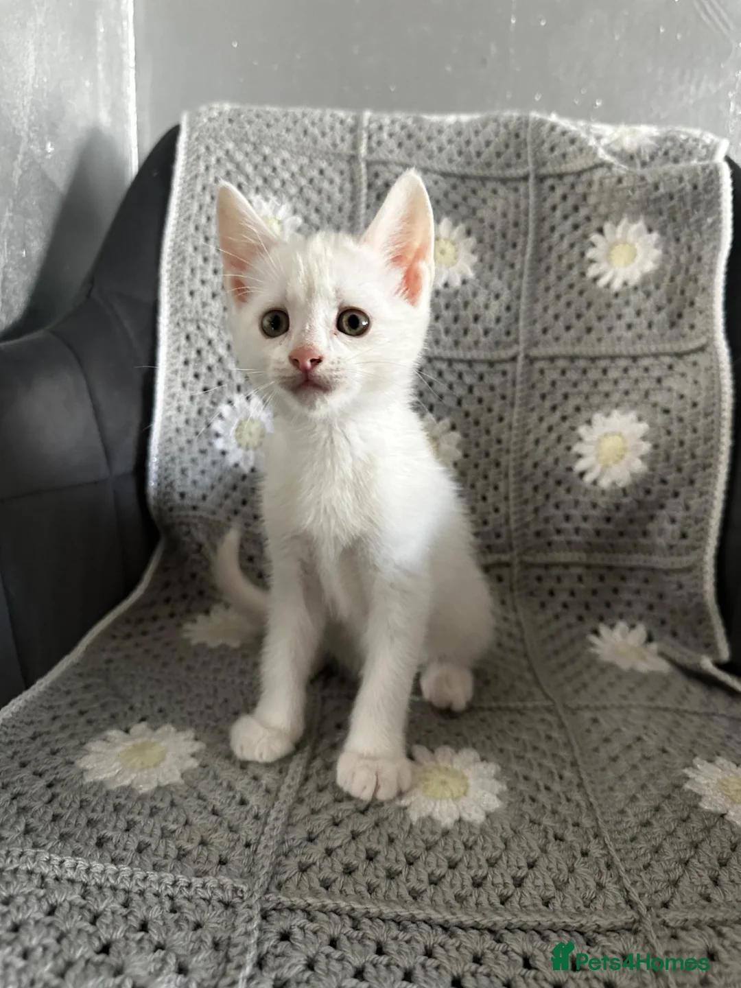 Mixed Breed cats for sale: Three beautiful kittnes for sale in Tipton - Advert 6