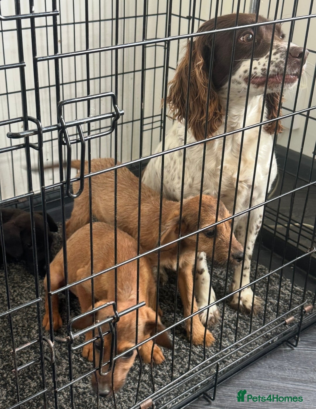 Mixed Breed dogs for sale: Adorable spaniel cross babies - Image 10