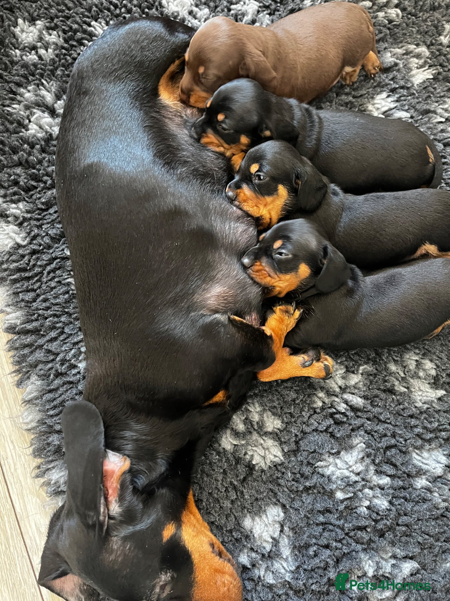 Miniature Dachshund dogs for sale: Miniature Dachshund puppies (smooth haired)  in Cheltenham - Advert 6