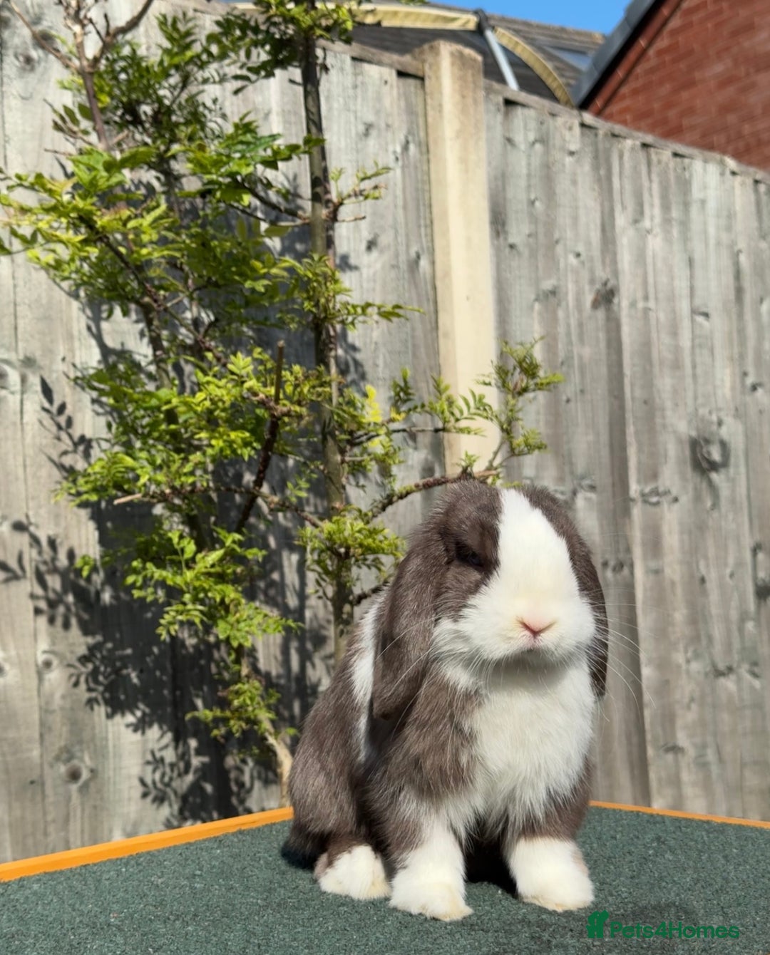 Mini Lop rabbits for sale: Mini lop for sale  - Image 7