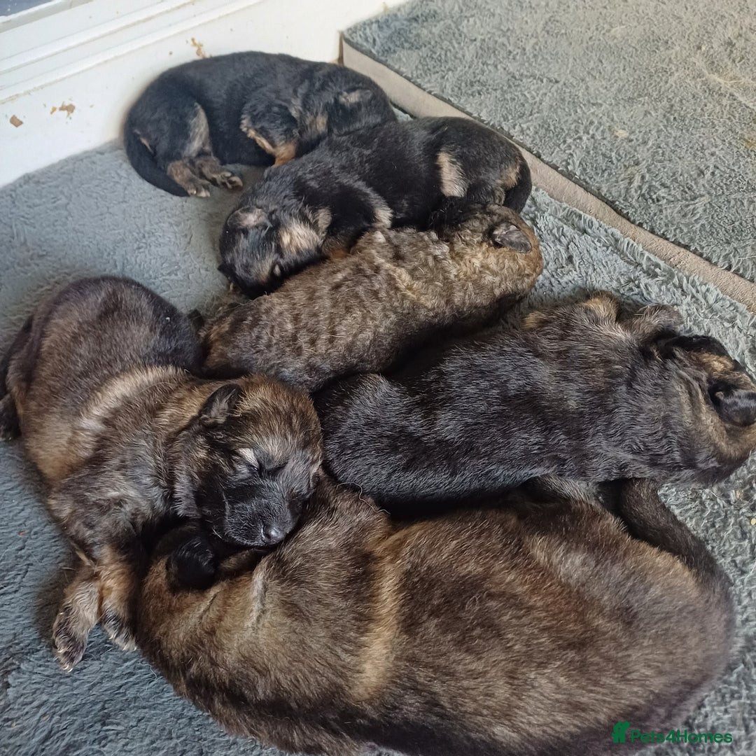 German Shepherd dogs for sale: German Shepherd pups - Image 12