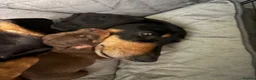 Dachshund dogs for sale: last boy, ready now £700 - Advert 9