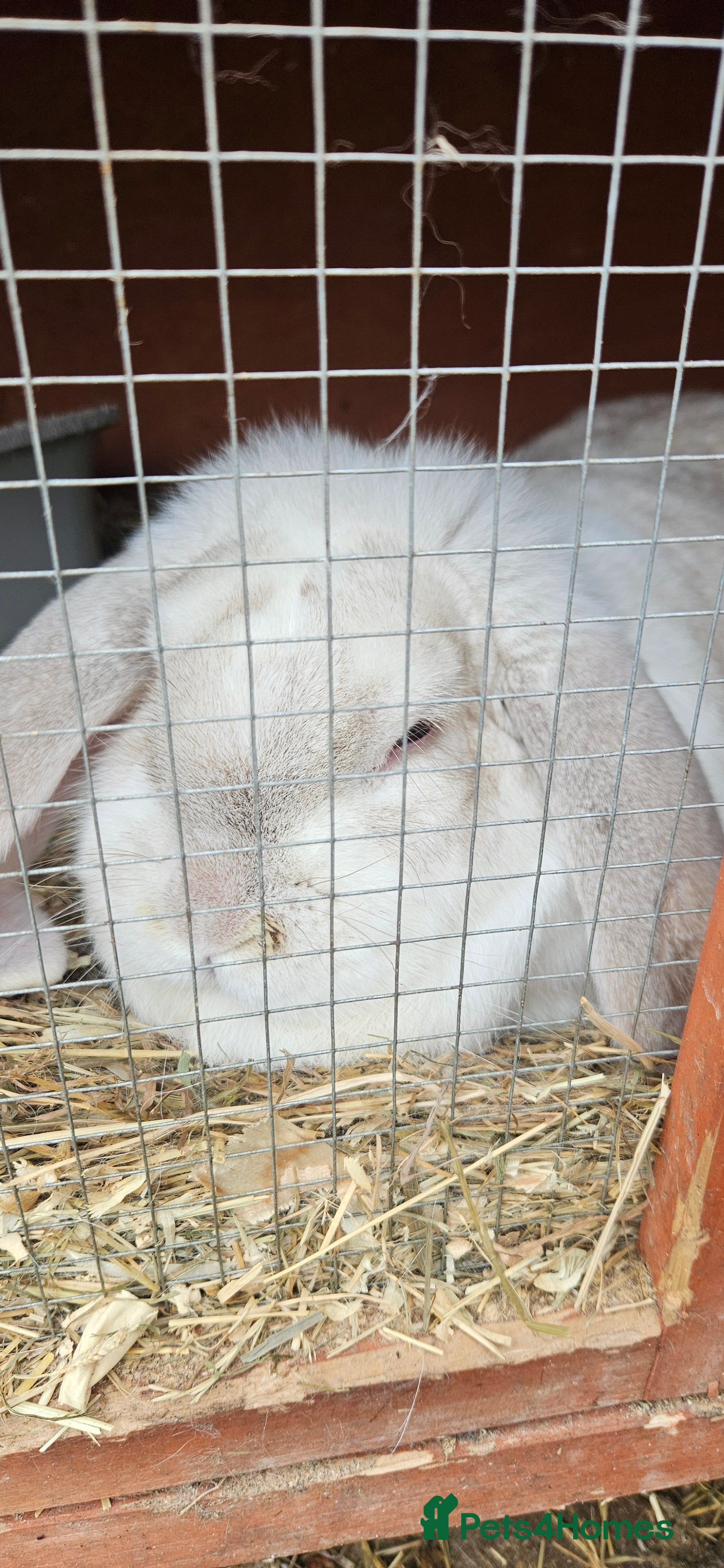 French Lop rabbits French lop female  - Advert 1
