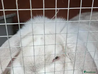 French Lop rabbits French lop female - Advert 1