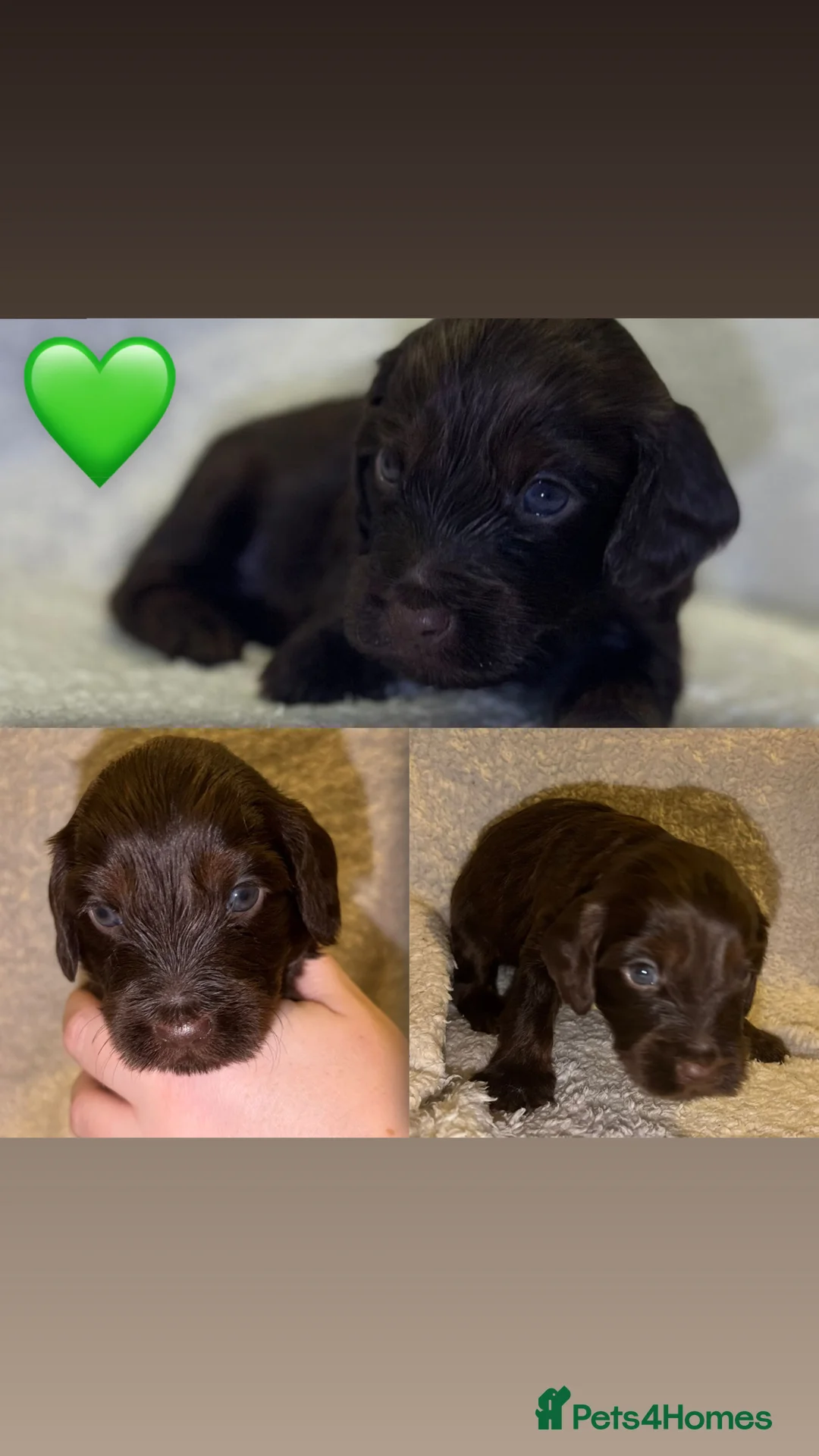 Cockapoo dogs for sale: Cockapoo rainbow litter - Advert 7