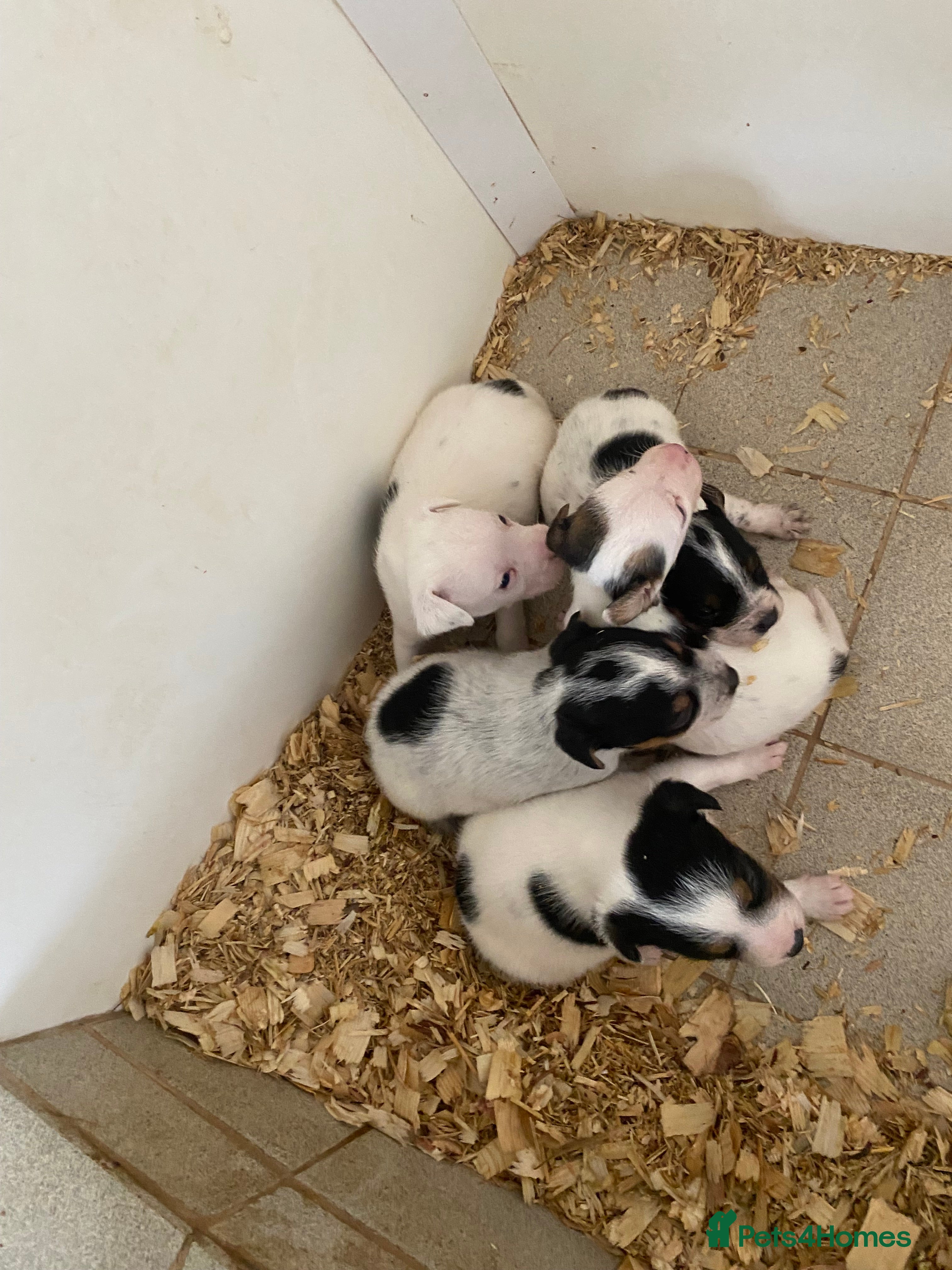 Mixed Breed dogs Beagle x jack russell puppies  - Advert 1