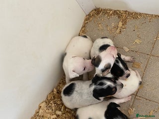 Mixed Breed dogs Beagle x jack russell puppies - Advert 1