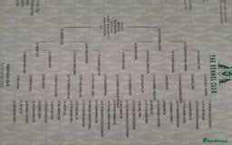 Cocker Spaniel dogs for sale: COCKER SPANIELS - Advert 21