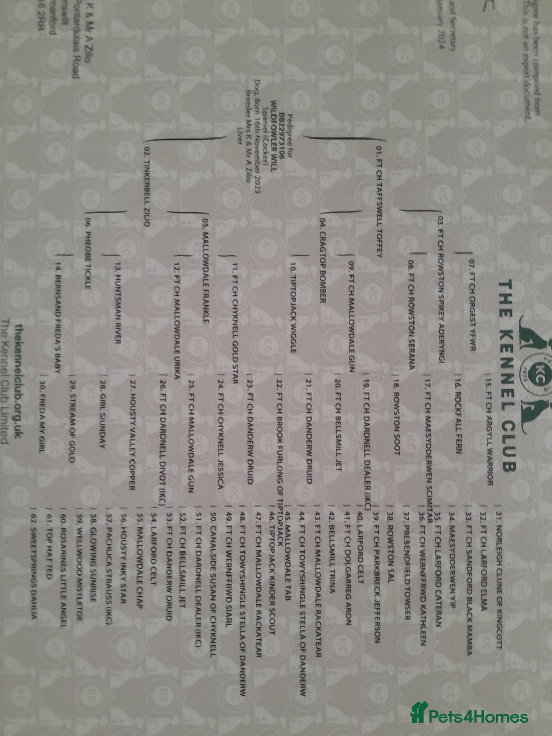 Cocker Spaniel dogs for sale: COCKER SPANIELS - Advert 21